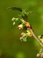 MSA RIBES NIGRUM 50 ML - Farmacia Murachelli Di Putelli dr. Giovanni