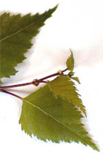 MSA BETULA VERRUCOSA 50 ML - Farmacia Murachelli Di Putelli dr. Giovanni