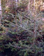 MSA ABIES PECTINATA 50 ML - Farmacia Murachelli Di Putelli dr. Giovanni