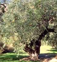 MSA OLEA EUROPEA 50 ML - Farmacia Murachelli Di Putelli dr. Giovanni