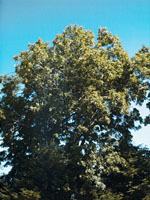 MSA FRAXINUS EXCELSIOR 50 ML - Farmacia Murachelli Di Putelli dr. Giovanni