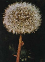 TSA TARAXACUN OFFICINALIS 50 ML - Farmacia Murachelli Di Putelli dr. Giovanni