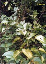 TSA UNCARIA TOMENTOSA 50 ML - Farmacia Murachelli Di Putelli dr. Giovanni