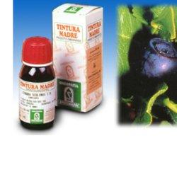 MIRTILLO 31 50ML TM - Farmacia Murachelli Di Putelli dr. Giovanni