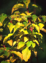 MSA CORNUS SANGUINEA 50 ML - Farmacia Murachelli Di Putelli dr. Giovanni