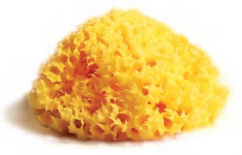 SPUGNA NATURALE MEDITERRANEA LABORATORI ATENEI 10 - Farmacia Murachelli Di Putelli dr. Giovanni